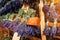 Dried bunches of lavender hanging on wooden ladders