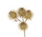 Dried burdock flowers on white background. Medical plant