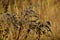 Dried bush of autumn grasses on a glade