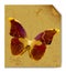 Dried butterfly on a crushed paper. Vector