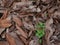 Dried cacao trees leaves on the ground