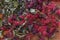 Dried Calendula, Monarda Didyma (bergamot) and Anise hyssop (Agastache foeniculum)