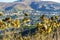 Dried California Thistle in housing community