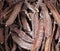 Dried Carob Pods For Sale In Loule Portugal
