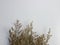 dried Caspia flower rustic concept