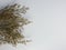 dried Caspia flower rustic concept