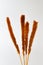 Dried cattail isolated
