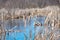 Dried cattails in wetland with water