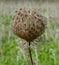 Dried Centaurea uniflora Turra plant