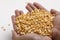 Dried chickpea lentils in wooden bowl on white background , Split Chickpea Also Know as Chana Dal