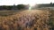 Dried chickpea plant maturing in the field, a chickpea field in a terrestrial climate