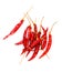 Dried chili isolated