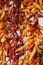 Dried chillies hanging outside a shop in Sorrento