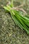 Dried Chive