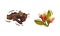 Dried Clove Condiment and Blooming Flower Bud Vector Set