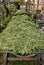 Dried clover in the garden, vertical composition