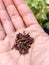 dried cloves blackish brown on the hands