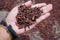 Dried cloves in hand. Person showing dry cloves in hand with blurry clove background.