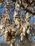 Dried clusters of winged Maple fruit hanging from branches