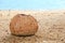 Dried coconut falling on the sandy beach