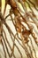 Dried coconut flower branch, abstract background