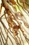 Dried coconut flower branch, abstract organic