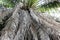 Dried coconut leaves and decay in tropical