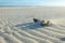 Dried coconut splitted in two over the sand