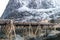 Dried cod fish on racks in Reine, Lofoten in Norway during winter time. Reinebringen in the background with yellow and red house.