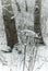 Dried common hogweed in the snow, against a background of tree s