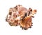 dried conch of brown muricidae mollusk cutout