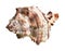 dried conch of muricidae mollusk cutout on white