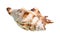 dried conch of muricidae snail cutout on white