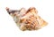 dried conch of sea mollusc cutout on white