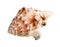 dried conch of sea mollusk cutout on white