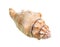 dried conch of sea snail cutout on white