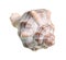 dried conch of whelk snail cutout on white