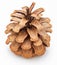 Dried cone pine of wild pine. Isolated.