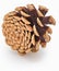 Dried cone pine of wild pine. Isolated.