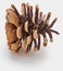 Dried cone pine of wild pine. Isolated.