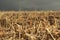 Dried corn against thunder sky