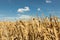 Dried corn maize field, blue cloudy sky. Cornfield rural landscape