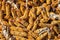 dried corncobs pile texture