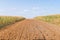 Dried cornfield and field in summer, Germany