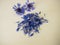 Dried cornflower flower petals