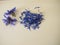 Dried cornflower flower petals