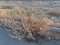 dried cotton thistle a noxious weed