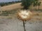 dried cotton thistle a noxious weed
