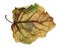 Dried crumpled leaves of poplar
