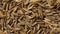 Dried  cumin seeds close up full frame